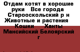 Отдам котят в хорошие руки - Все города, Старооскольский р-н Животные и растения » Кошки   . Ханты-Мансийский,Белоярский г.